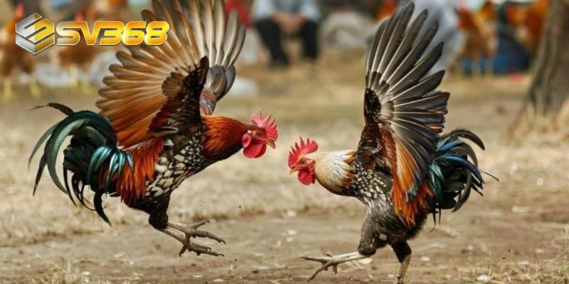 Người chơi cần lưu ý một số điểm để dễ giành chiến thắng