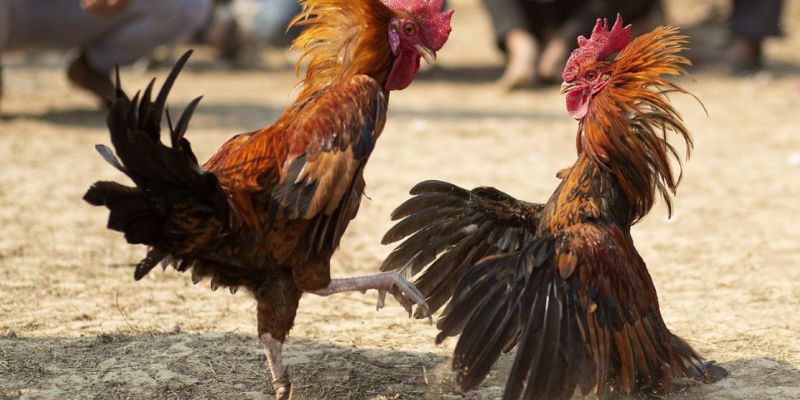 Mẹo chơi đá gà bất bại