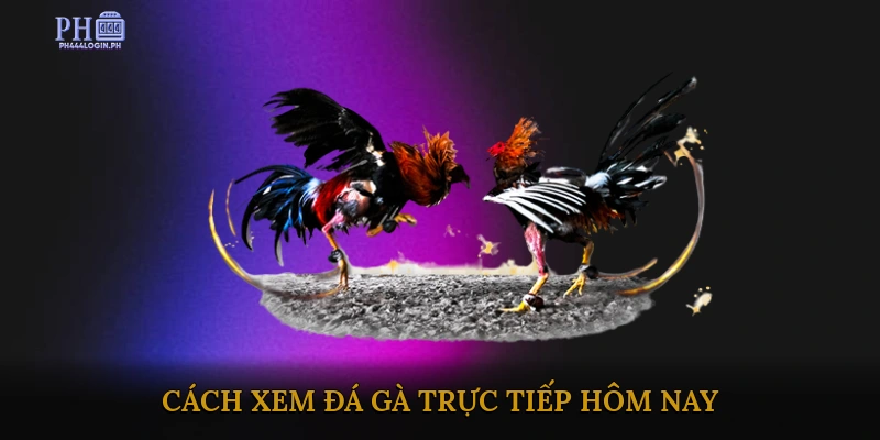 Cách xem đá gà trực tiếp hôm nay