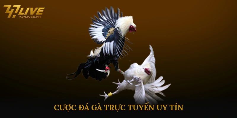 Cược đá gà trực tuyến uy tín