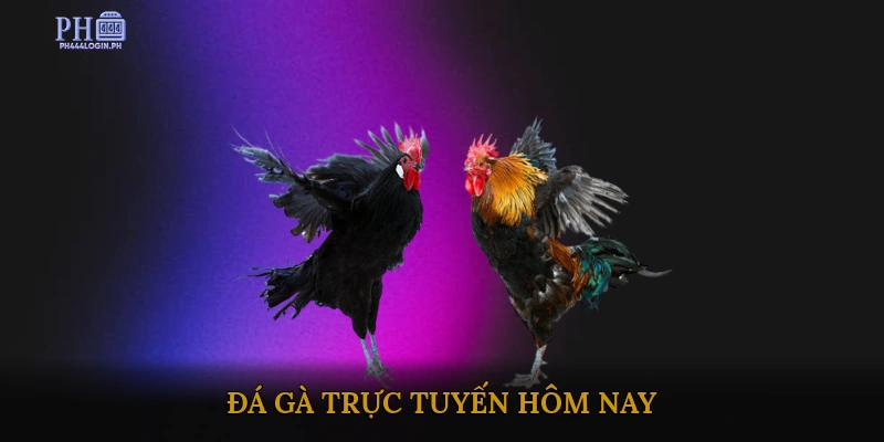 Đá gà trực tuyến hôm nay