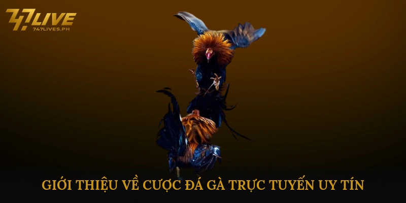 Giới thiệu về cược đá gà trực tuyến uy tín