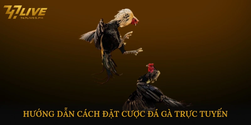 Hướng dẫn cách đặt cược đá gà trực tuyến