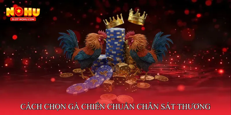 Cách chọn gà chiến chuẩn chân sát thương