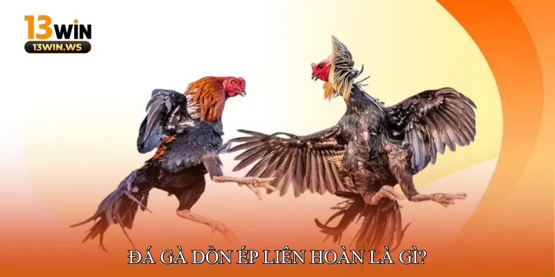 Đá gà dồn ép liên hoàn là gì?