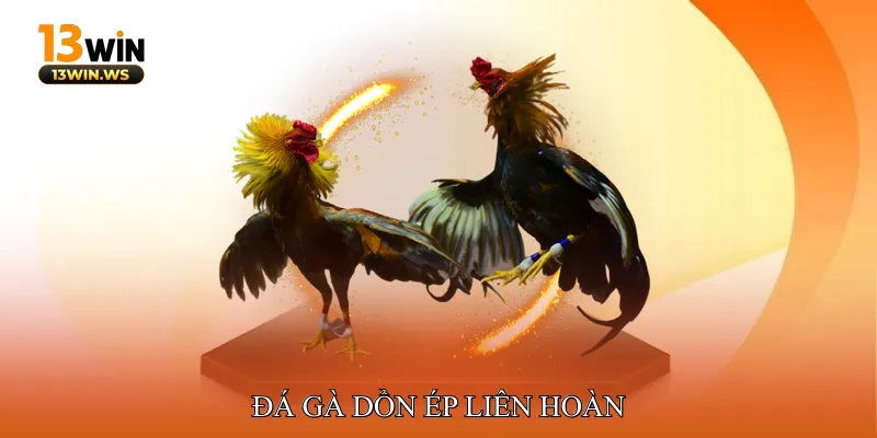 Đá gà dồn ép liên hoàn