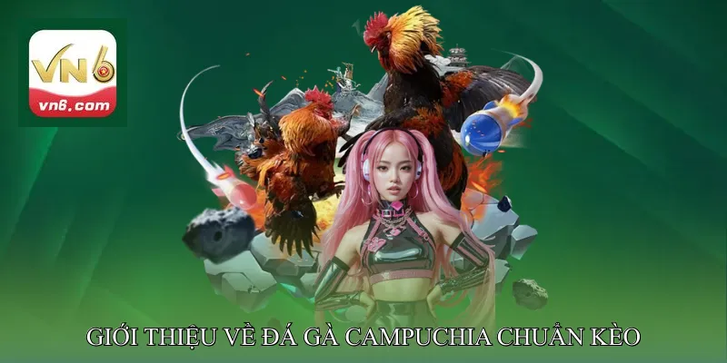 Giới Thiệu Về Đá Gà Campuchia Chuẩn Kèo