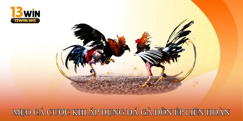 Lời khuyên và mẹo cá cược khi áp dụng đá gà dồn ép liên hoàn